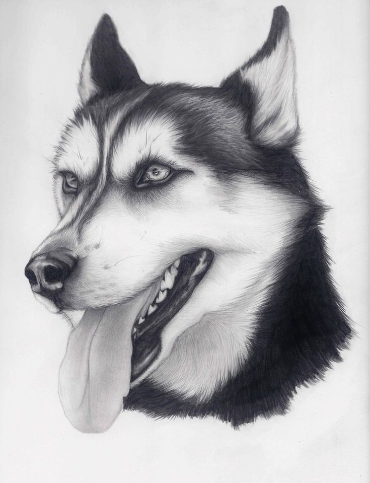 Создание психологического портрета волка