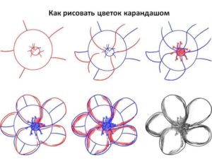 Как нарисовать жарки цветы поэтапно