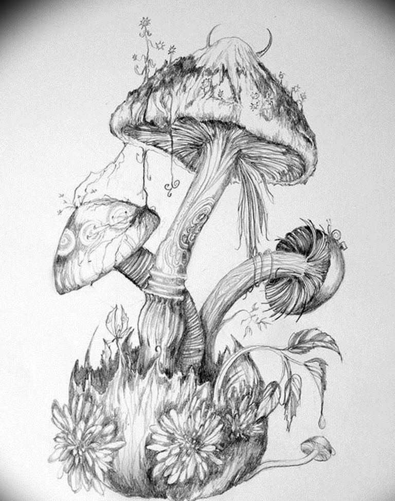 Фото нарисованных съедобных и несъедобных грибов.