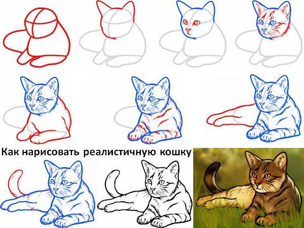 Как нарисовать кошку легко и красиво (106 фото): поэтапные инструкции для  детей и начинающих