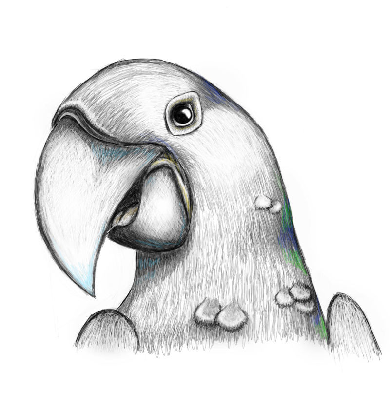 Как нарисовать попугая?