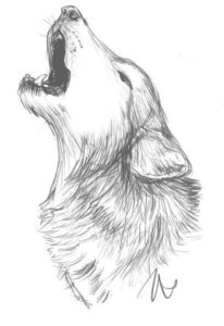 Как нарисовать волка: 21 простой способ - Лайфхакер