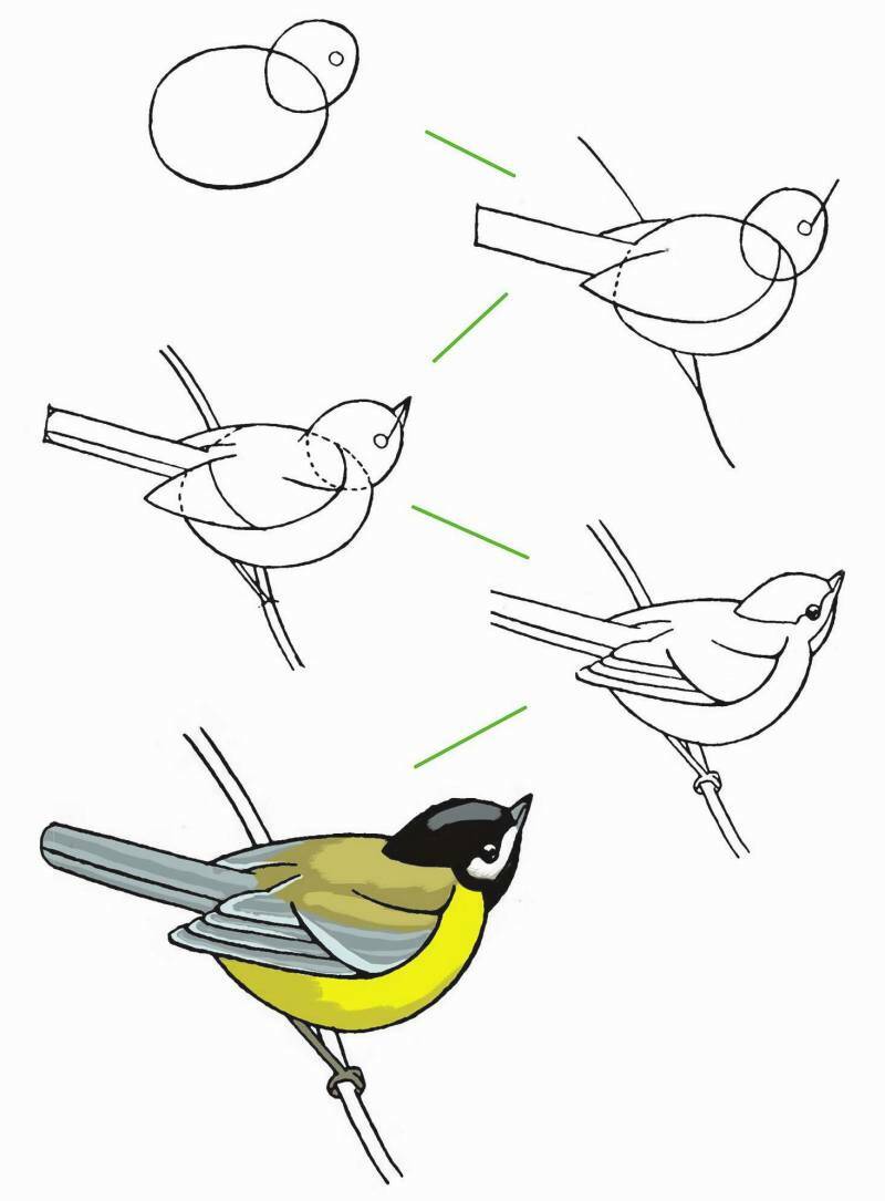 рисование синички птички фломастерами или маркерами