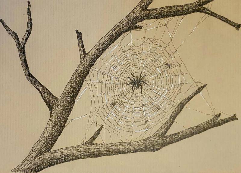 рисунок с паутиной на дереве и пауком