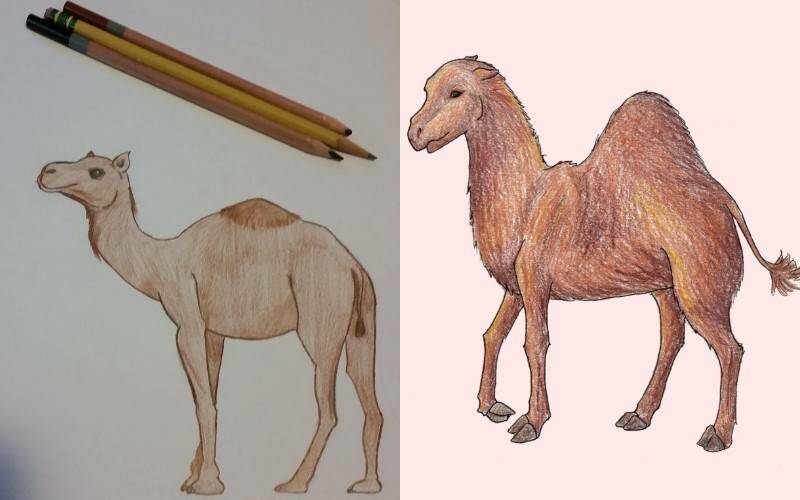 рисование верблюда с одним горбом