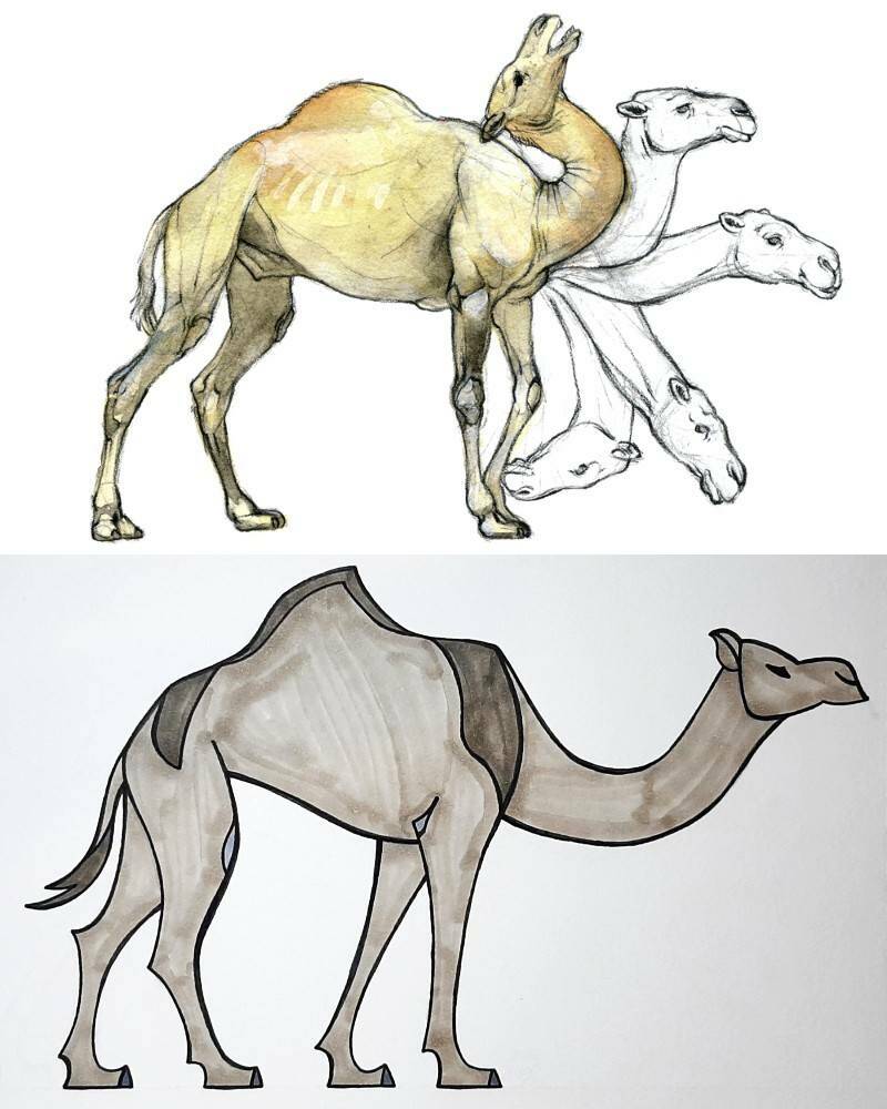 примеры рисунков одногорбого верблюда