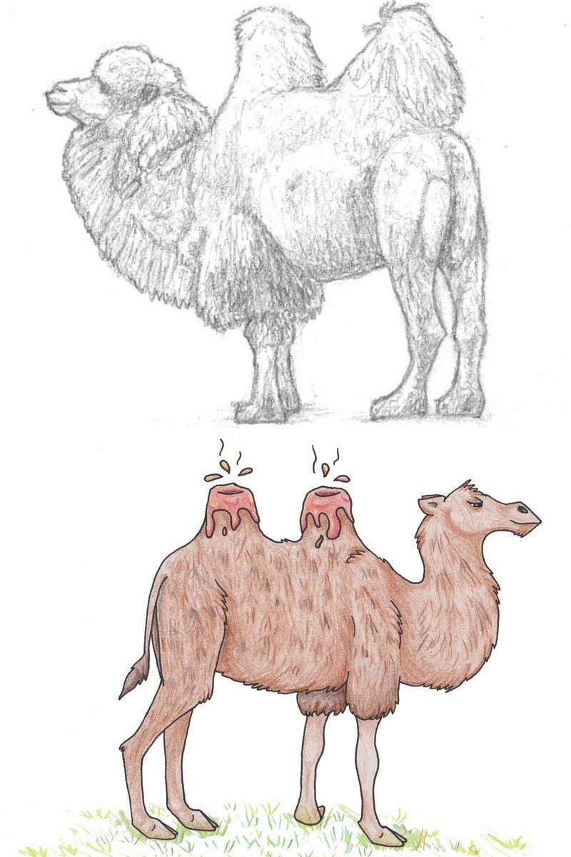 рисунки верблюда двугорбого в примерах