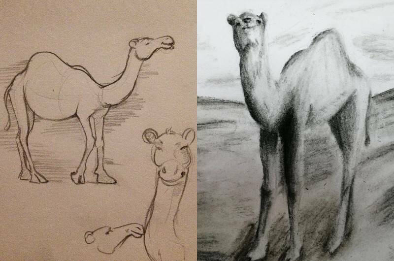набросок и рисунок карандашом верблюда