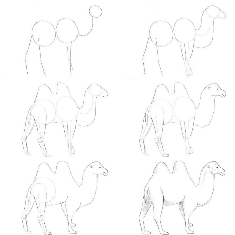 инструкция как простым карандашом нарисовать верблюда