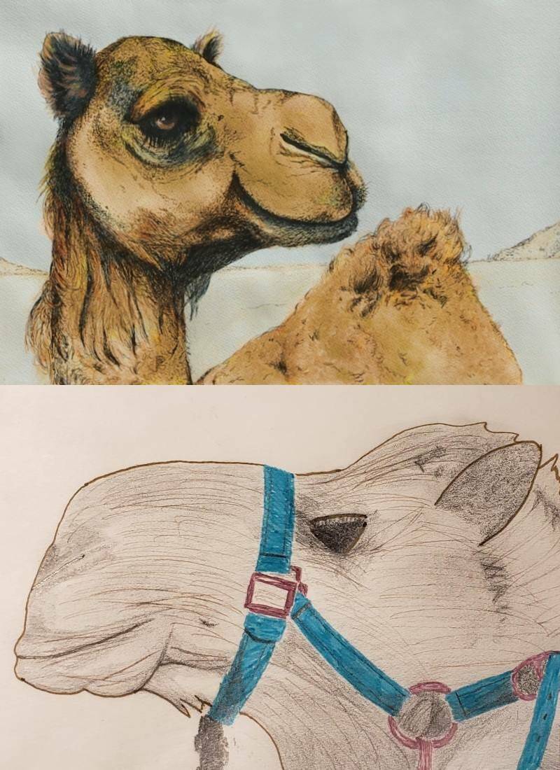 цветными карандашами и красками рисунки для срисовки верблюда