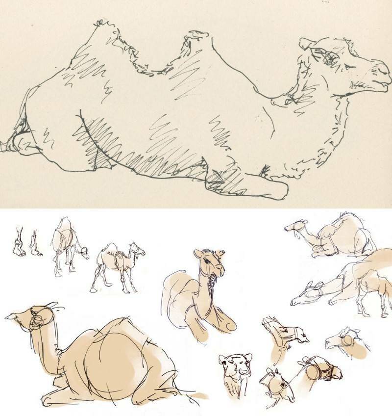 пошаговые идеи рисования верблюда