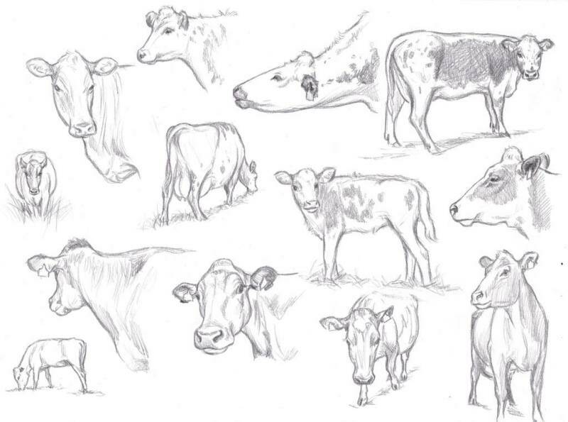 рисуем корову карандашом правильно