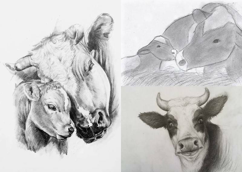 нарисовать корову легко