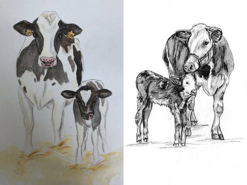 варианты рисования коровы и теленка