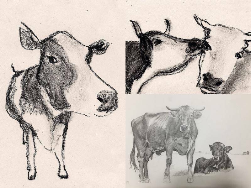 картинки часть 9 нарисованных коров для срисовки