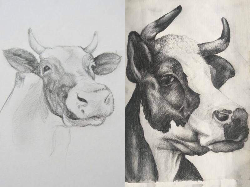 картинки часть 2 нарисованных коров для срисовки