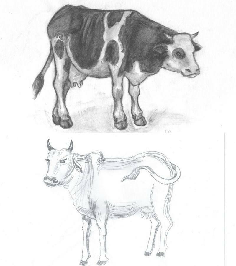 простые рисунки коровы с рогами карандашом