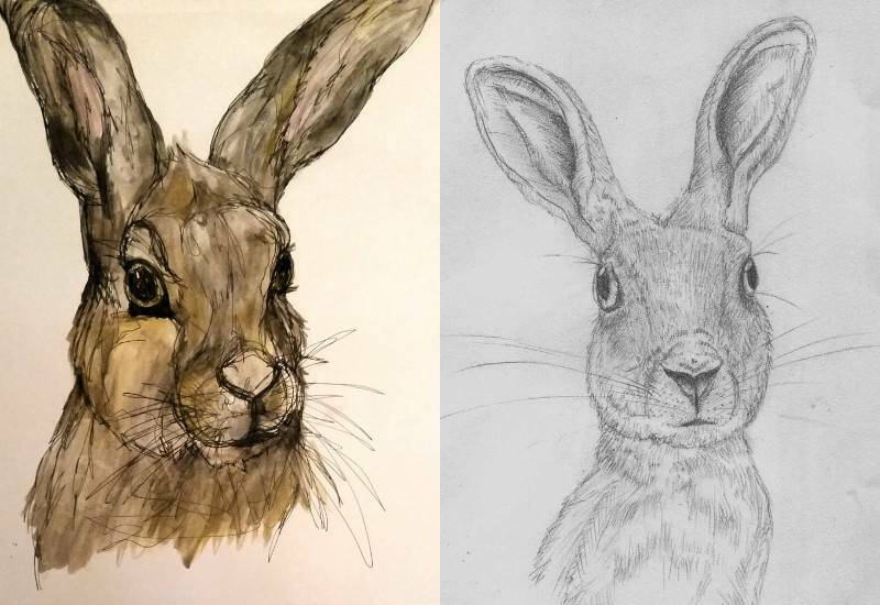 рисунки мордочек зайца
