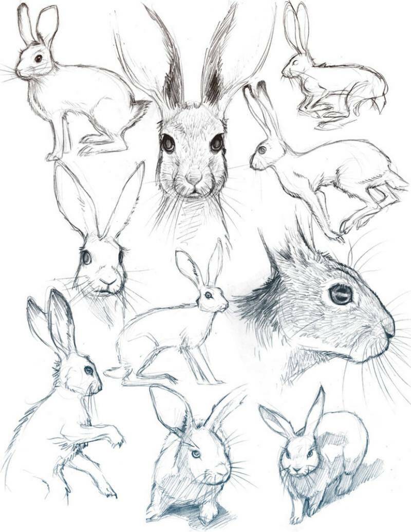 как рисовать морду зайца простым карандашом