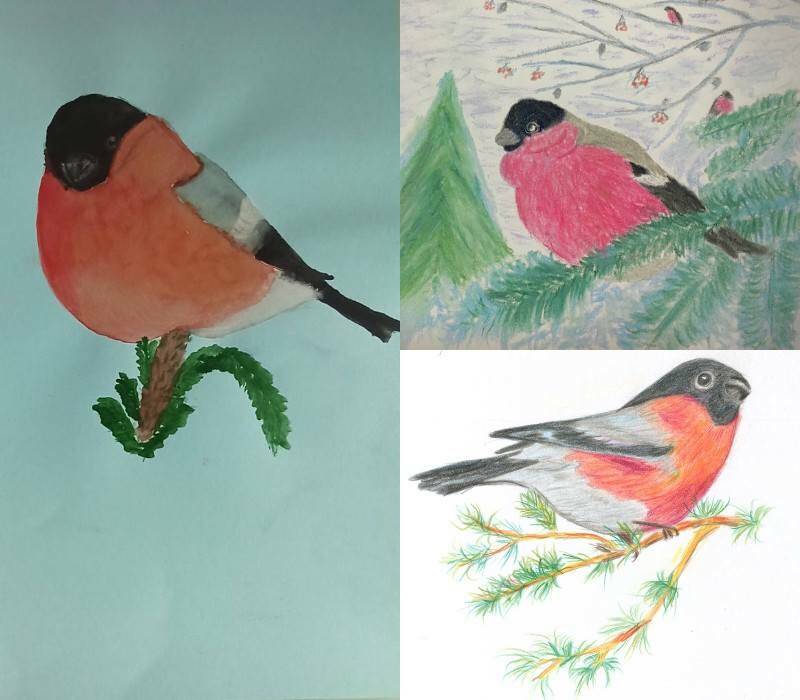 самостоятельные рисунки птицы снегирь на ветки ели